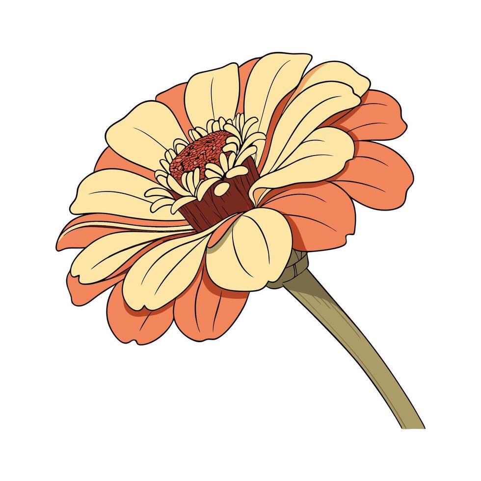 Stunning Zinnia for Beautiful Arrangements vector