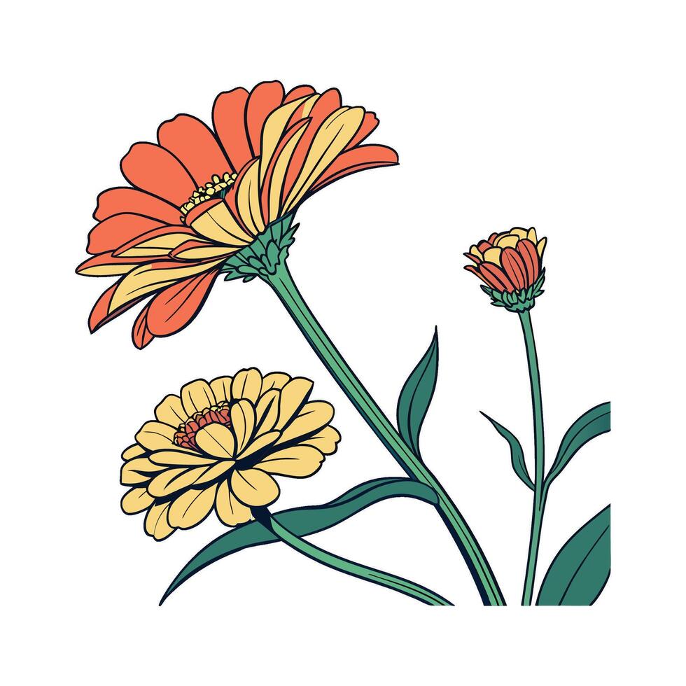 Elegant Zinnia for Bright Floral Arrangements vector