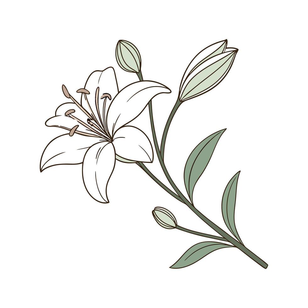 Elegant Zigadenus for Unique Decor vector