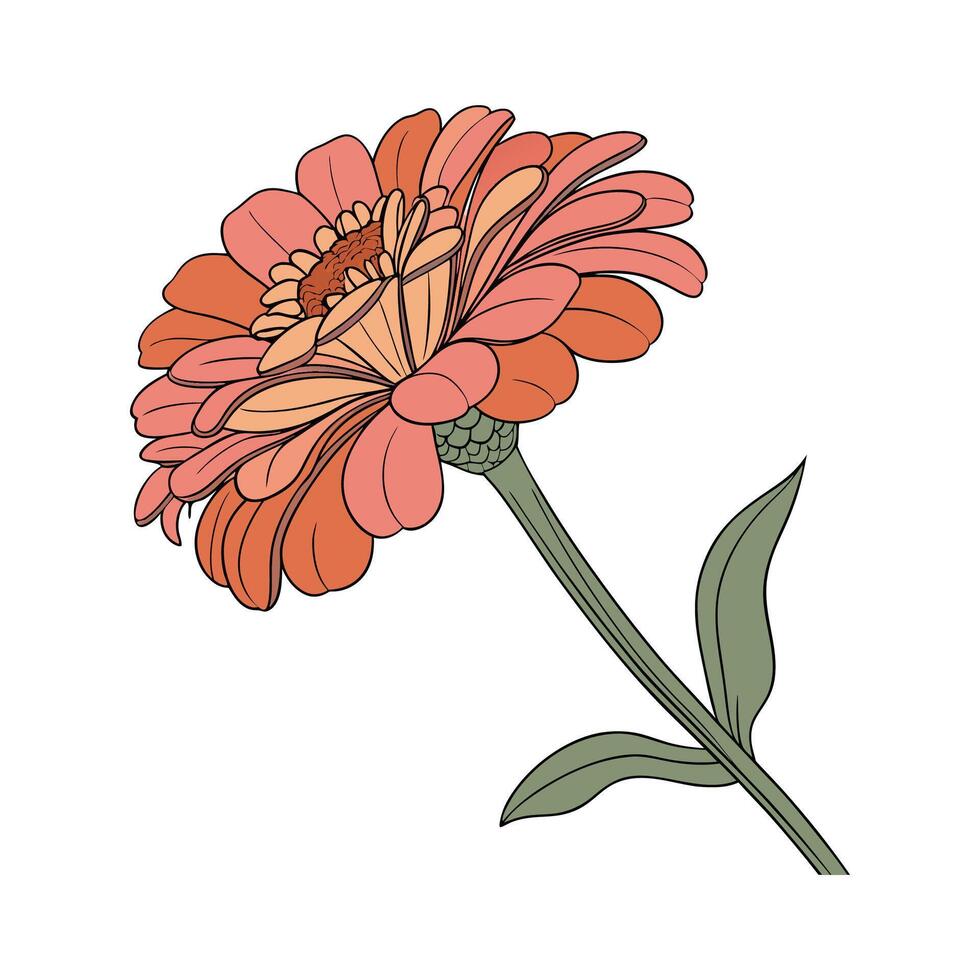 Elegant Zinnia for Artistic Floral Display vector