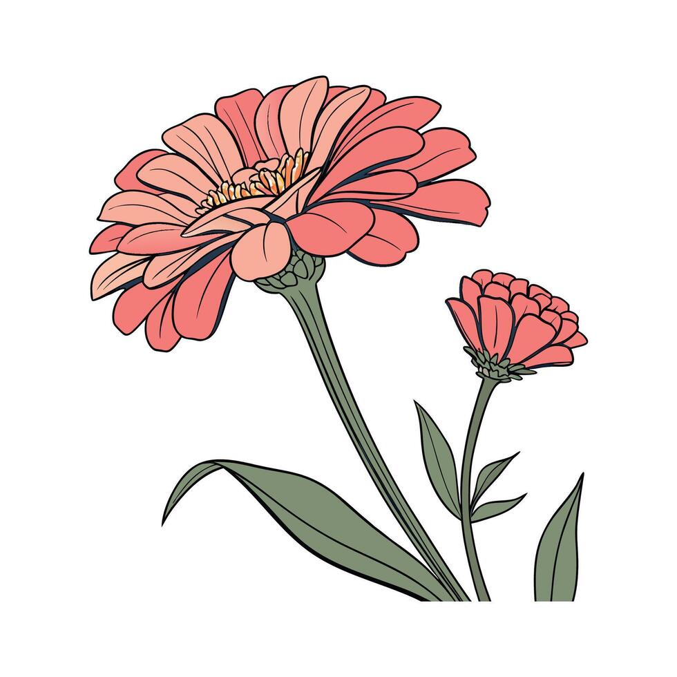 Beautiful Zinnia for Unique Floral Displays vector