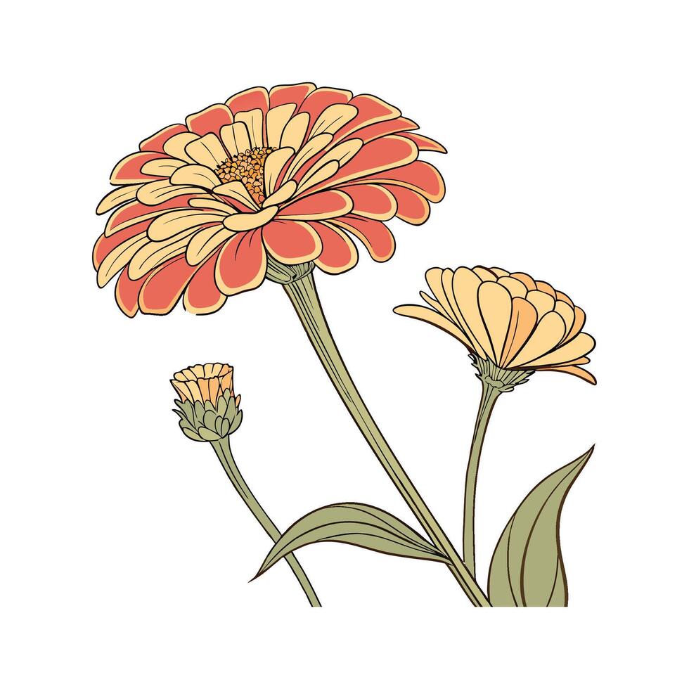 Elegant Zinnia for Unique Flower Art vector