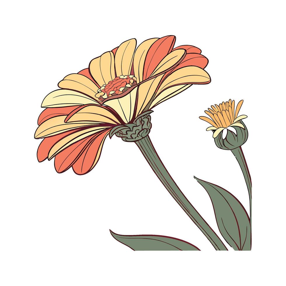 Bright Zinnia for Unique Floral Designs vector