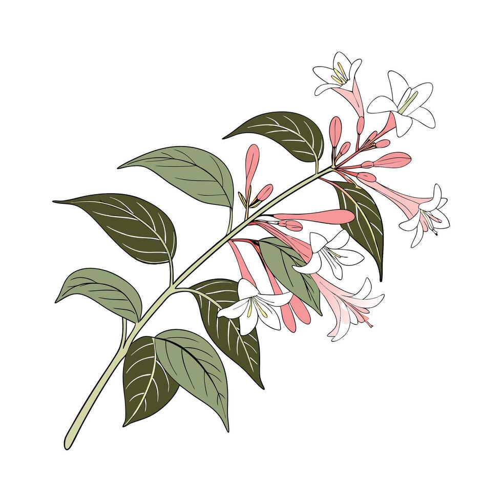 White Background Abelia Floral Design vector