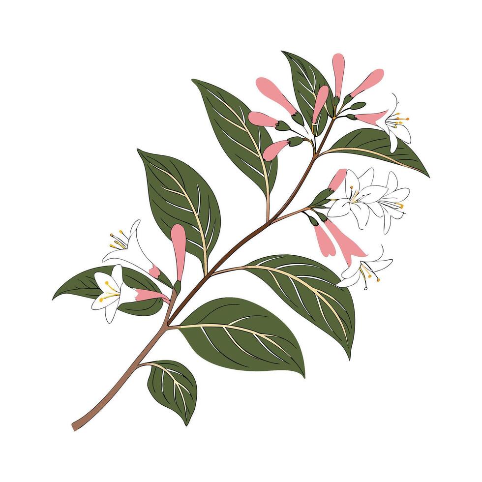 Abelia Flower Illustration on White vector