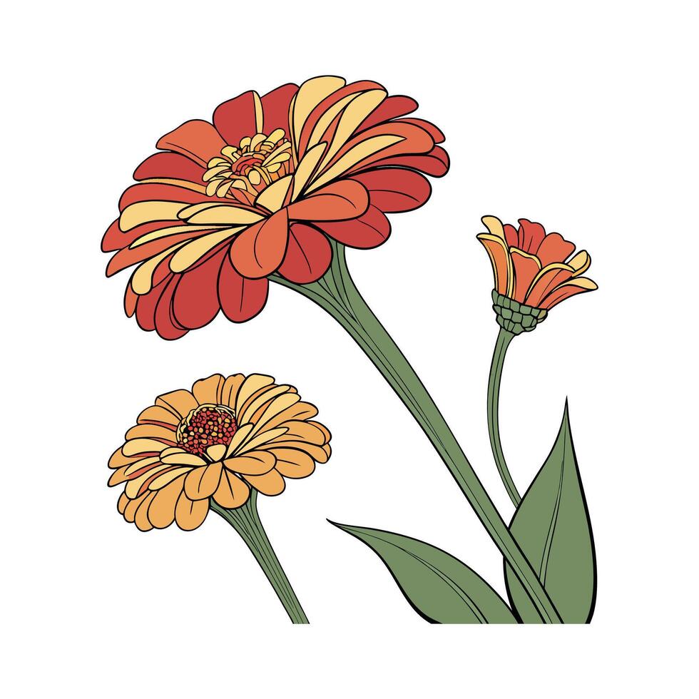 Stunning Zinnia for Colorful Arrangements vector