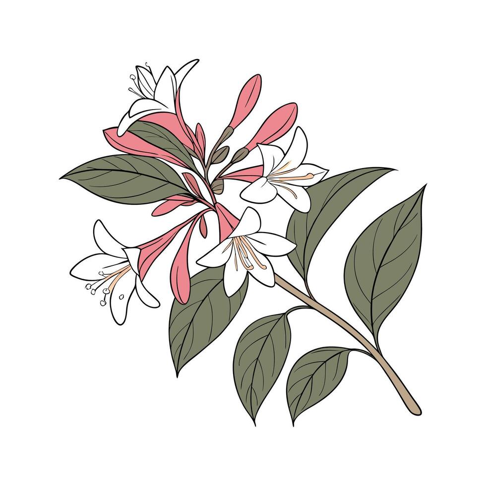 Stunning Abelia Flower on White vector