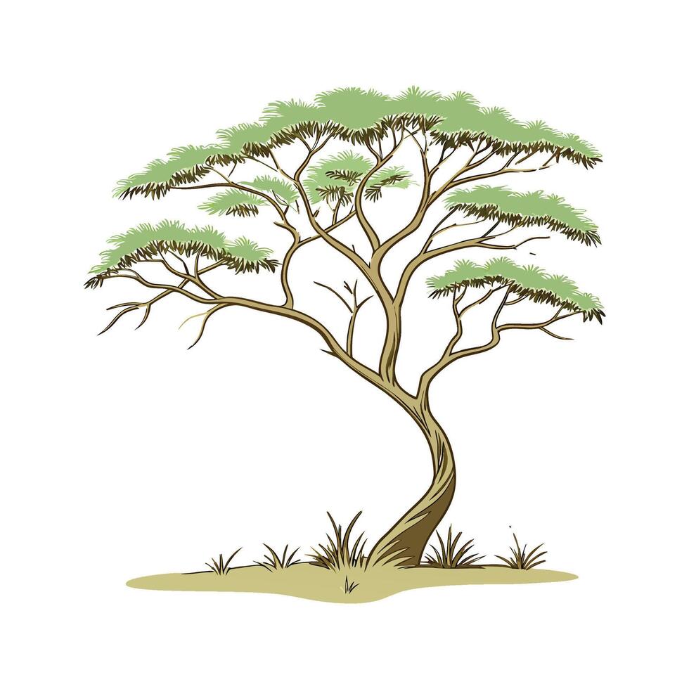 Elegant Acacia on White Background vector