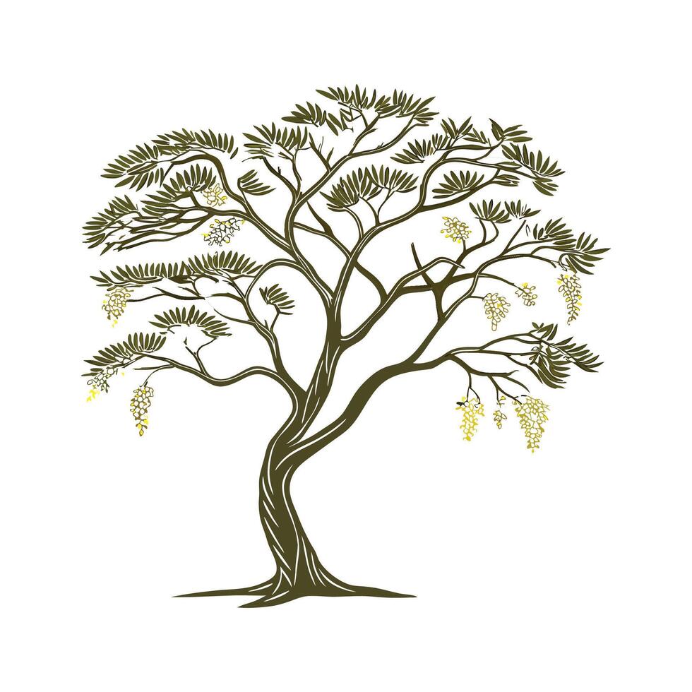 Beautiful Acacia Flower on White vector