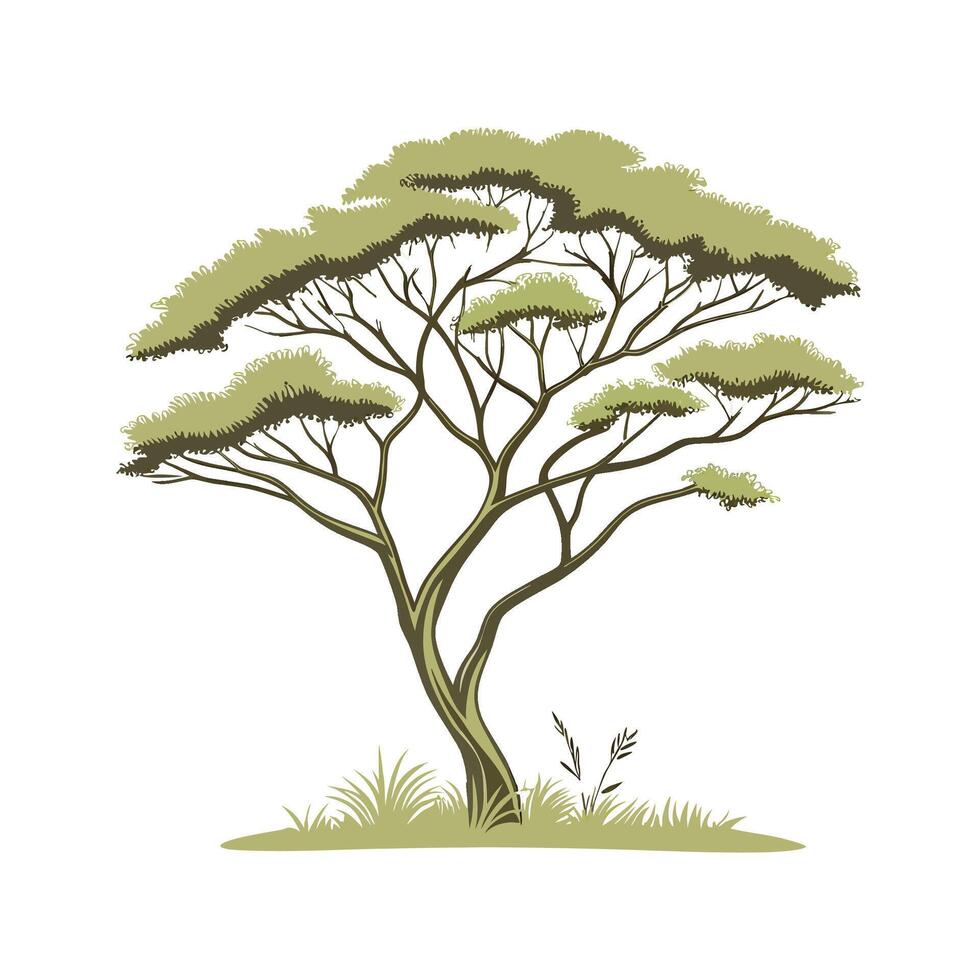 Graceful Acacia on Clean White vector