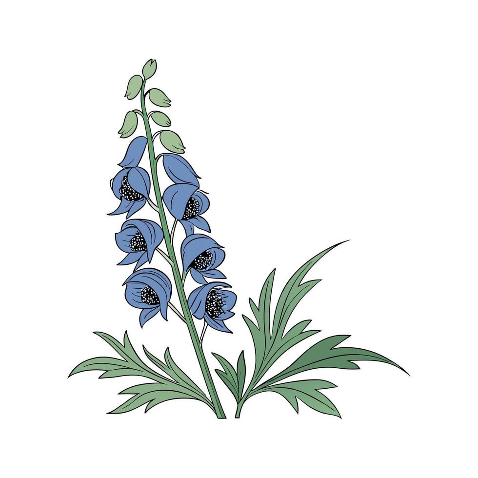 Aconitum Flower Artistic Representation vector