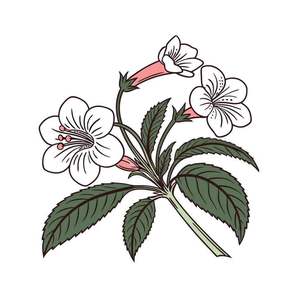 Charming Achimenes on Plain Background vector