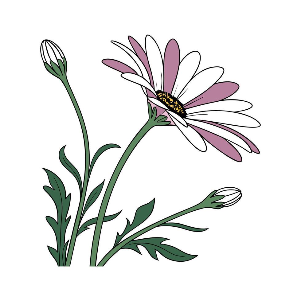 Charming African Daisy Flower Design vector