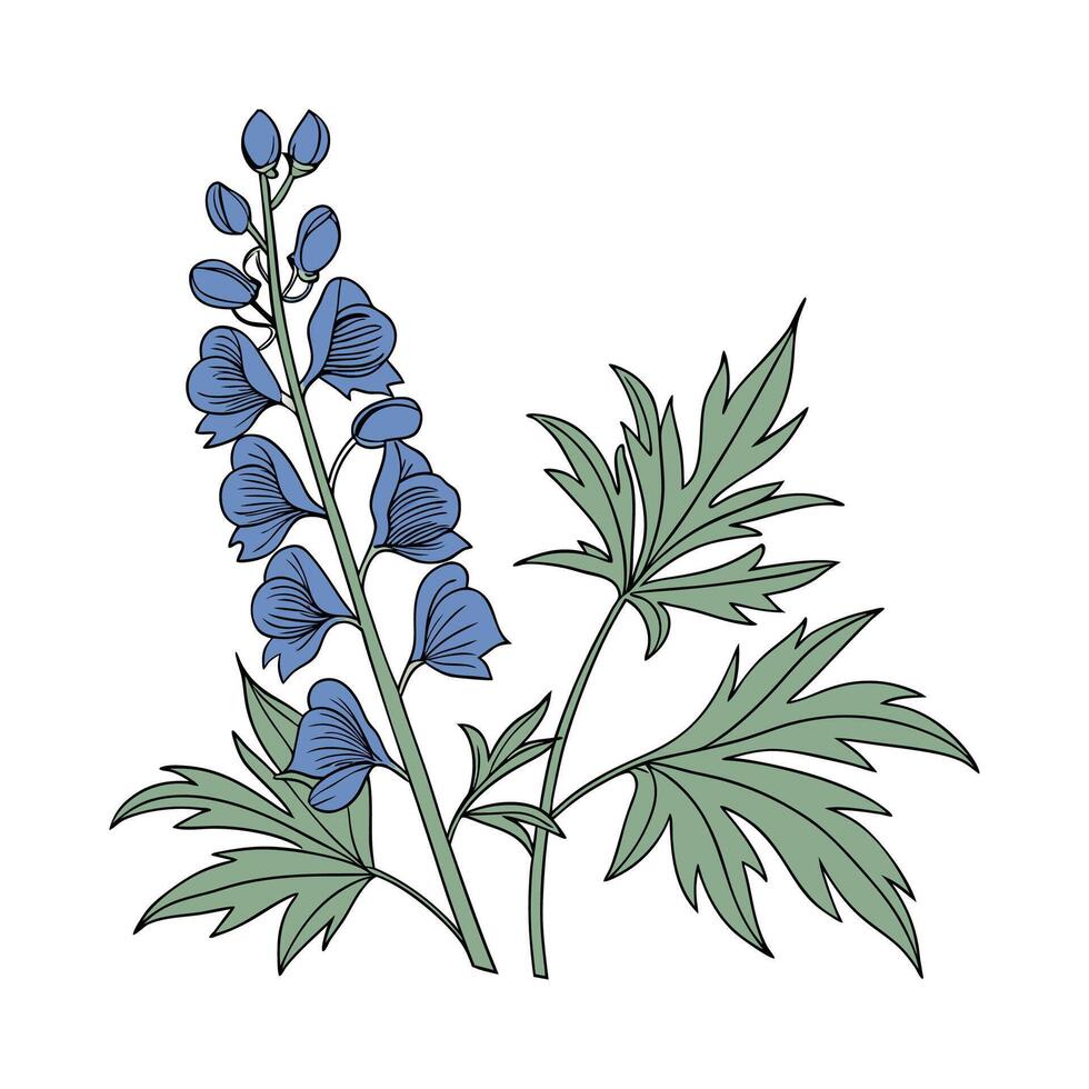 Breathtaking Aconitum on a White Background vector