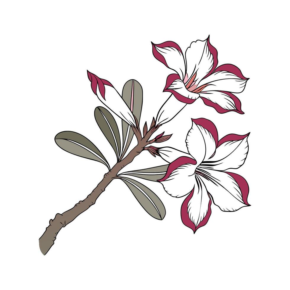 Stunning African Desert Rose Illustration vector