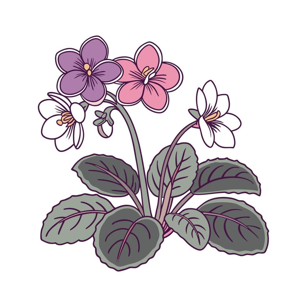 Elegant African Violets on White vector