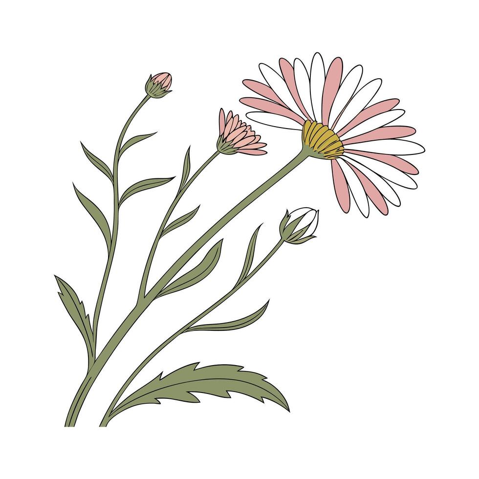 Elegant Alpine Aster Illustration vector