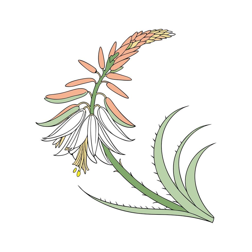 Stylish Aloe Flower Illustration on White vector
