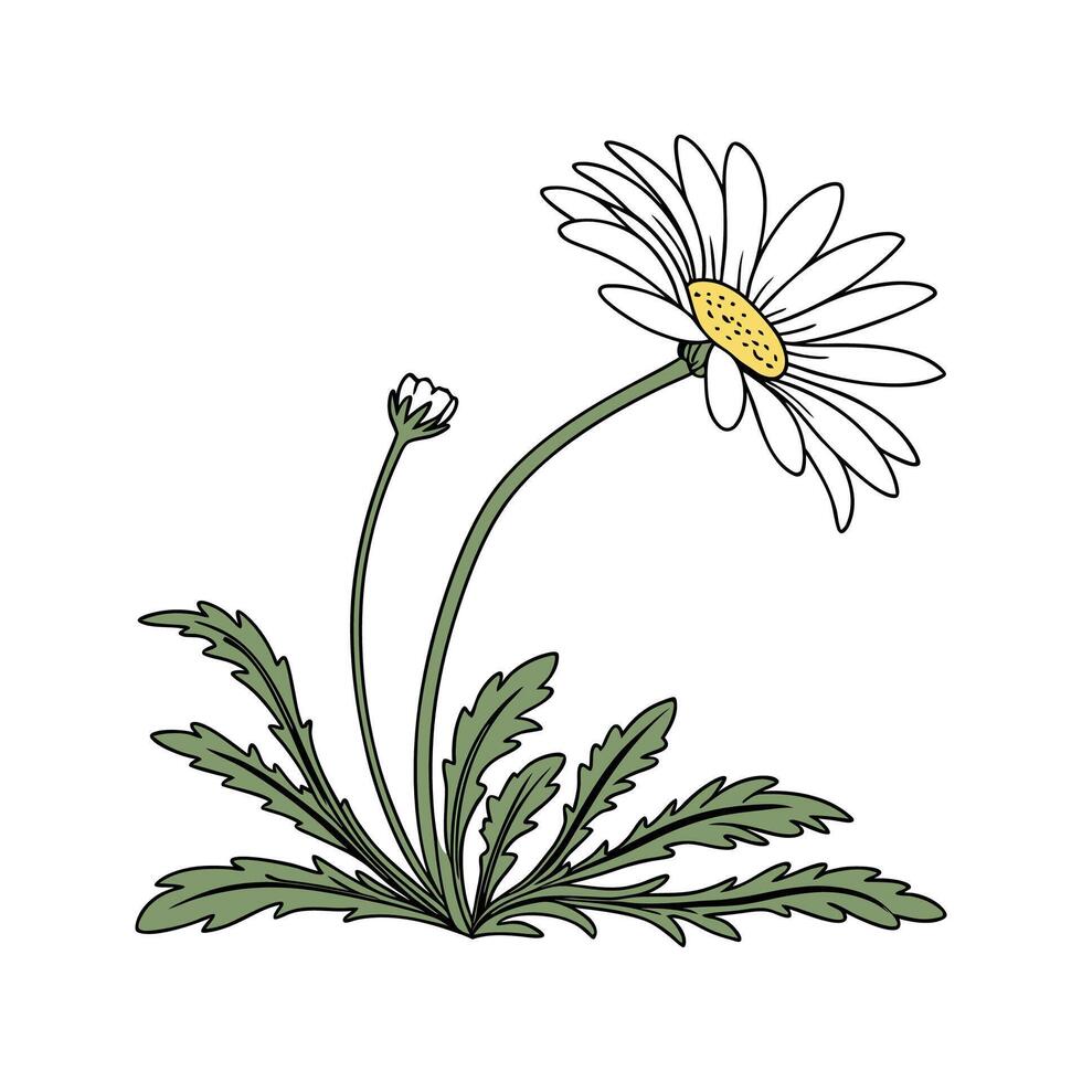Elegant Alpine Daisy Flower Design vector