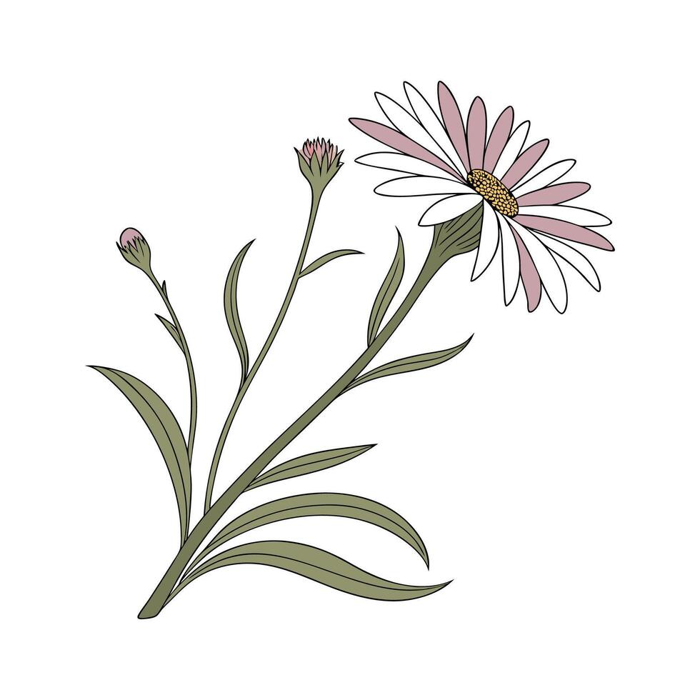 Artistic Alpine Aster on Clean White vector