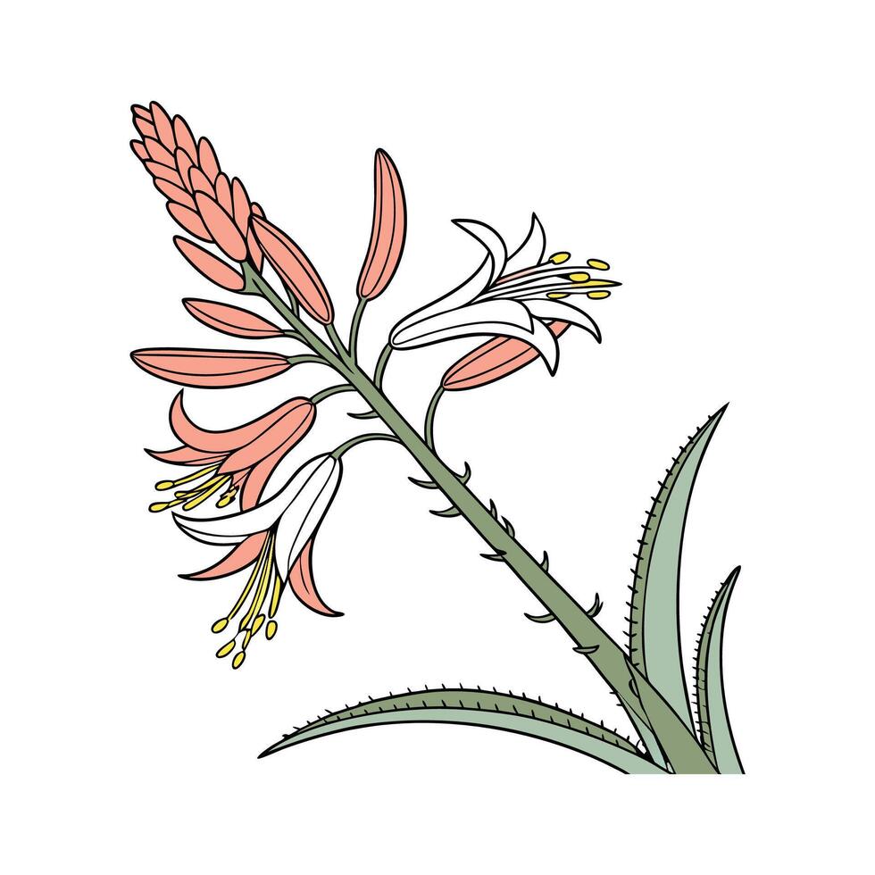 Charming Aloe Flower on White vector