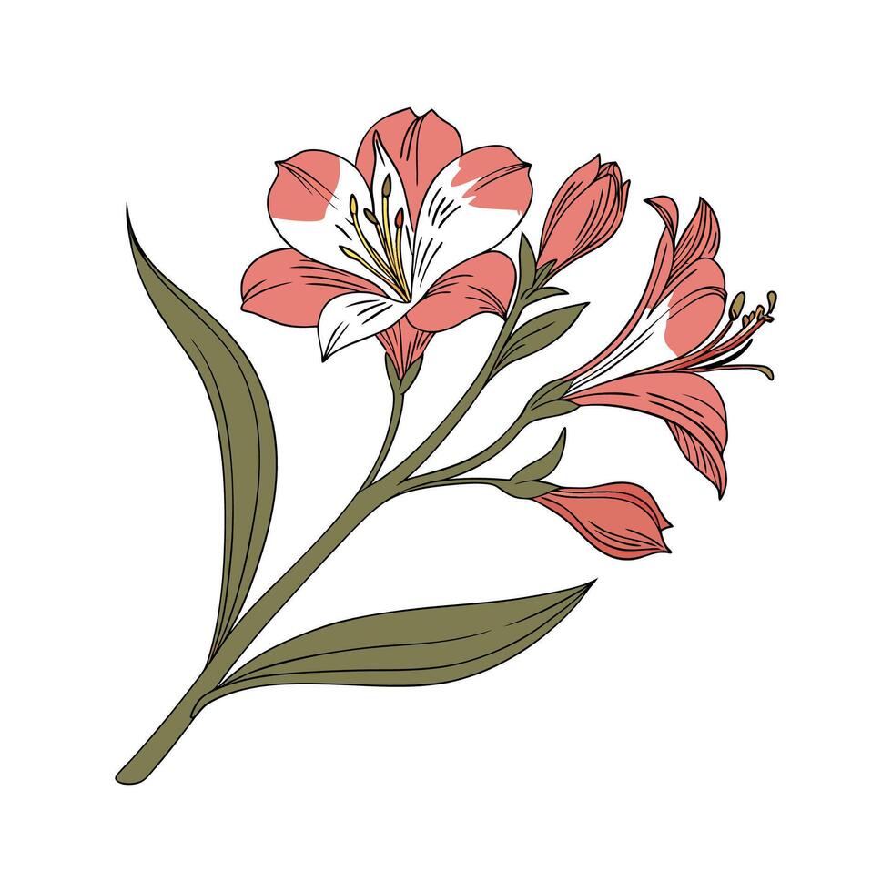 Alstroemeria Flower Bright Design vector