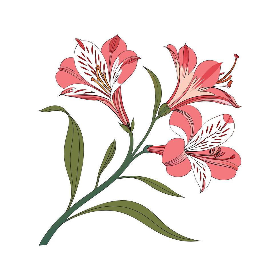 Alstroemeria Blooming on White vector