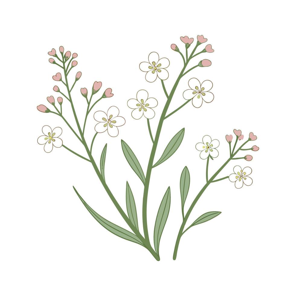 Stylish Alyssum Flower Illustration vector