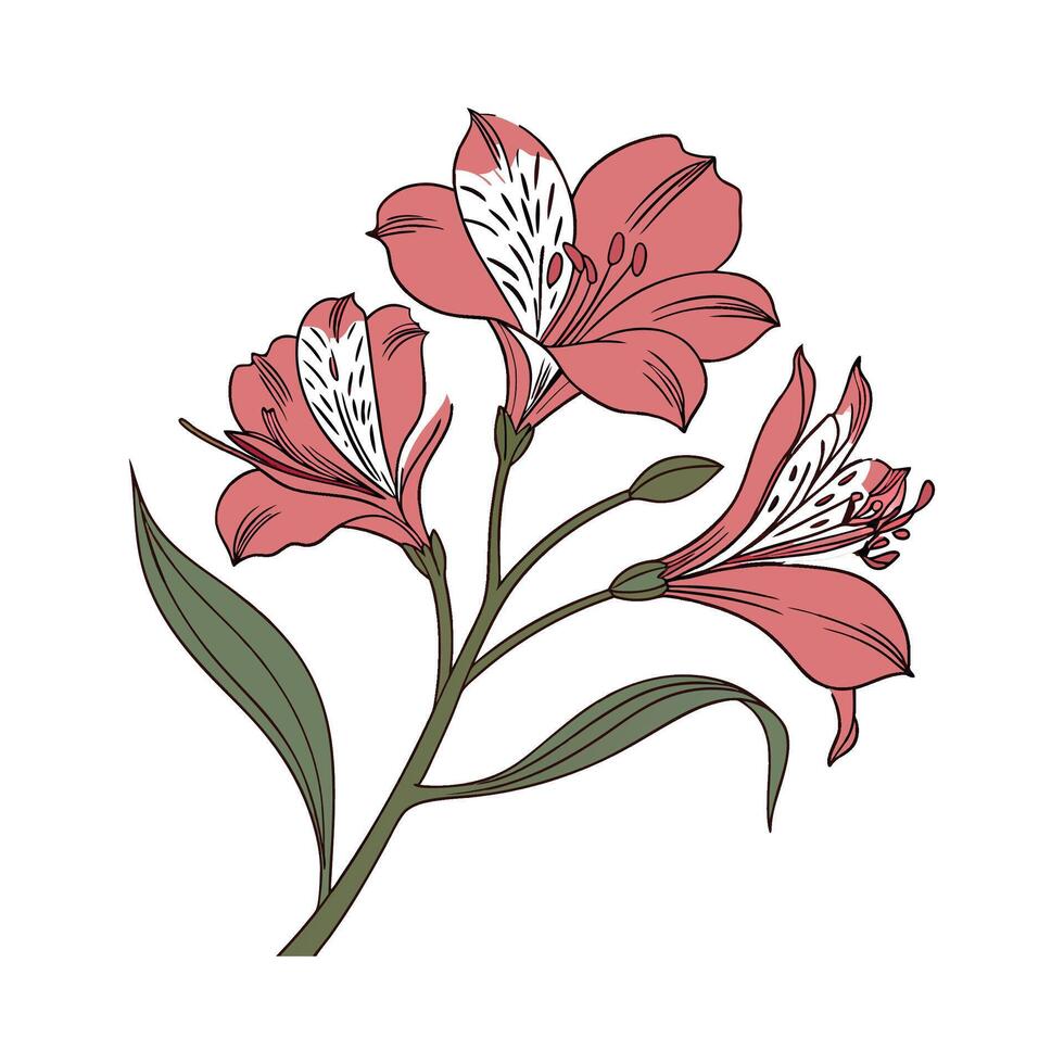 Stylish Alstroemeria Flower Design vector