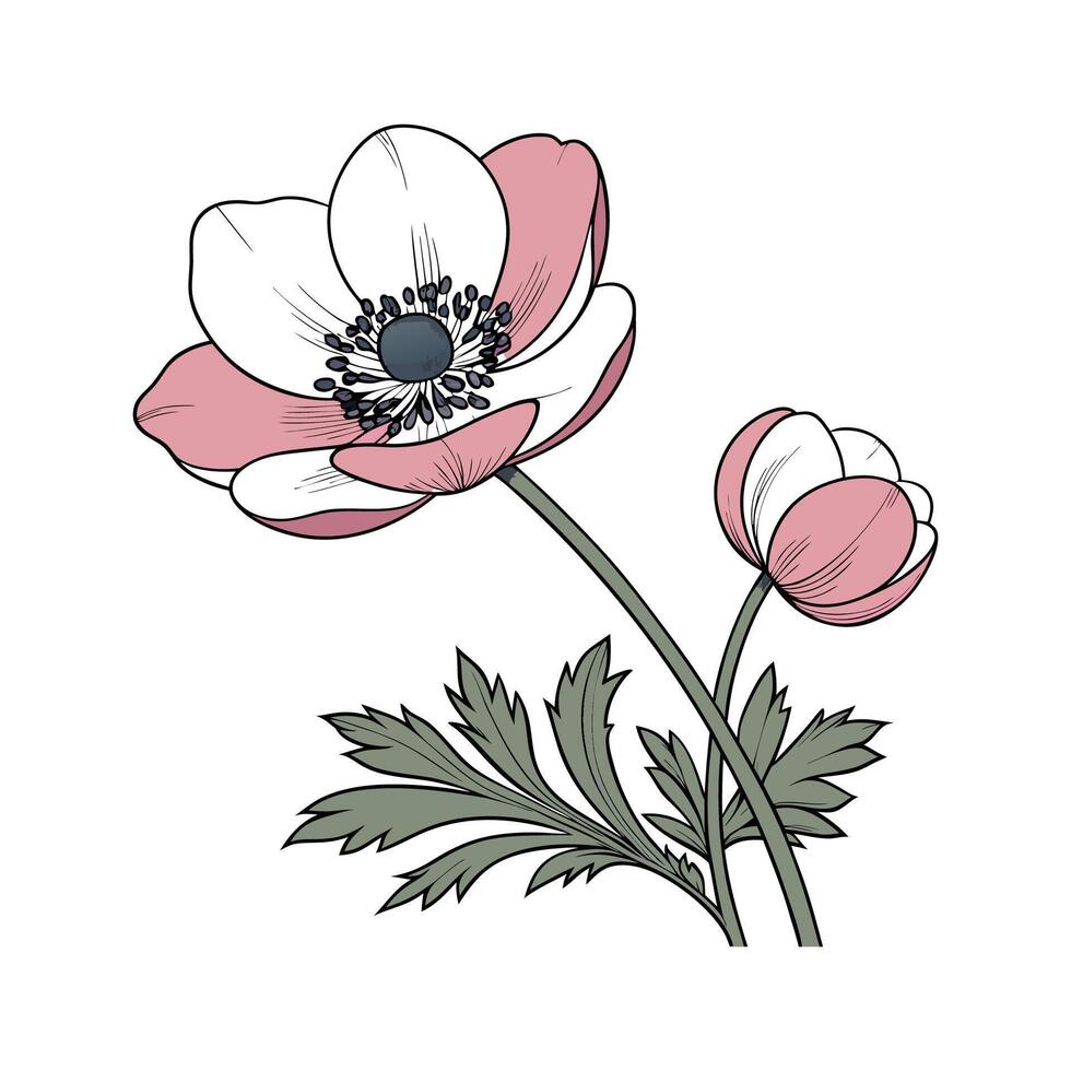 Unique Anemone Illustration on White vector