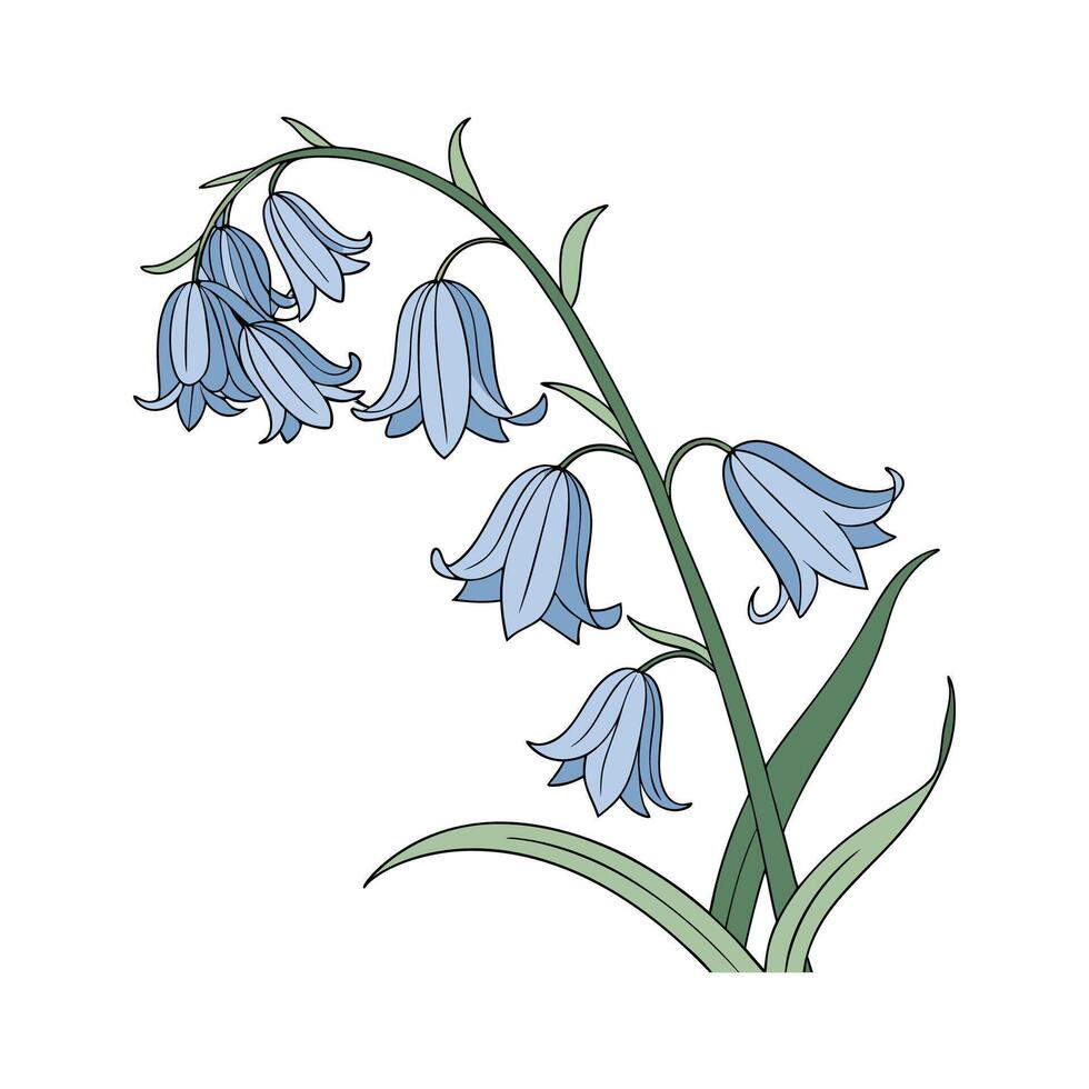Stylish Annual Bluebell Flower Design vector