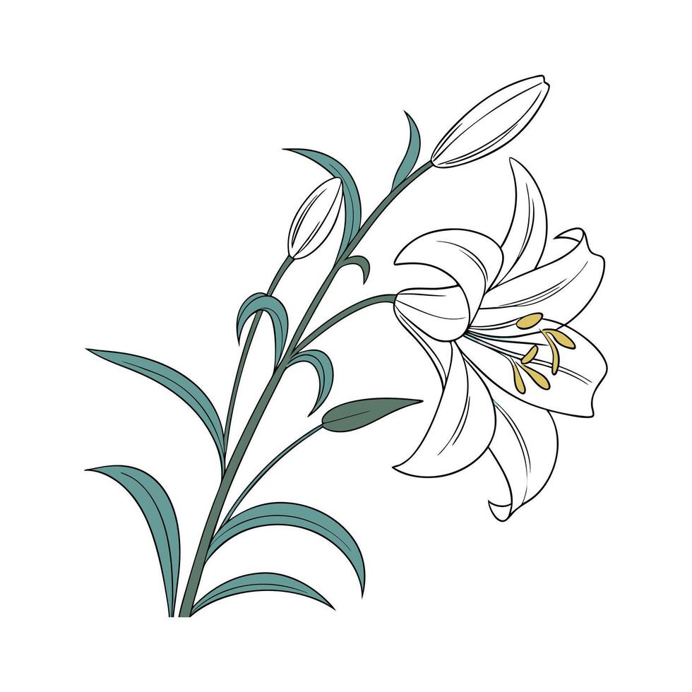 Elegant Aqua Lily on White vector