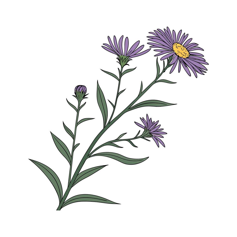 Charming Aster on Clean White vector
