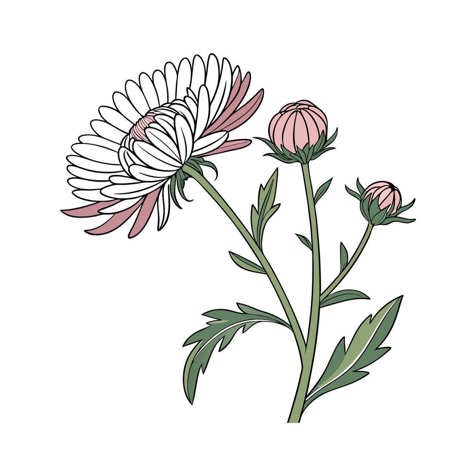 Aster Flower Bright Illustration vector