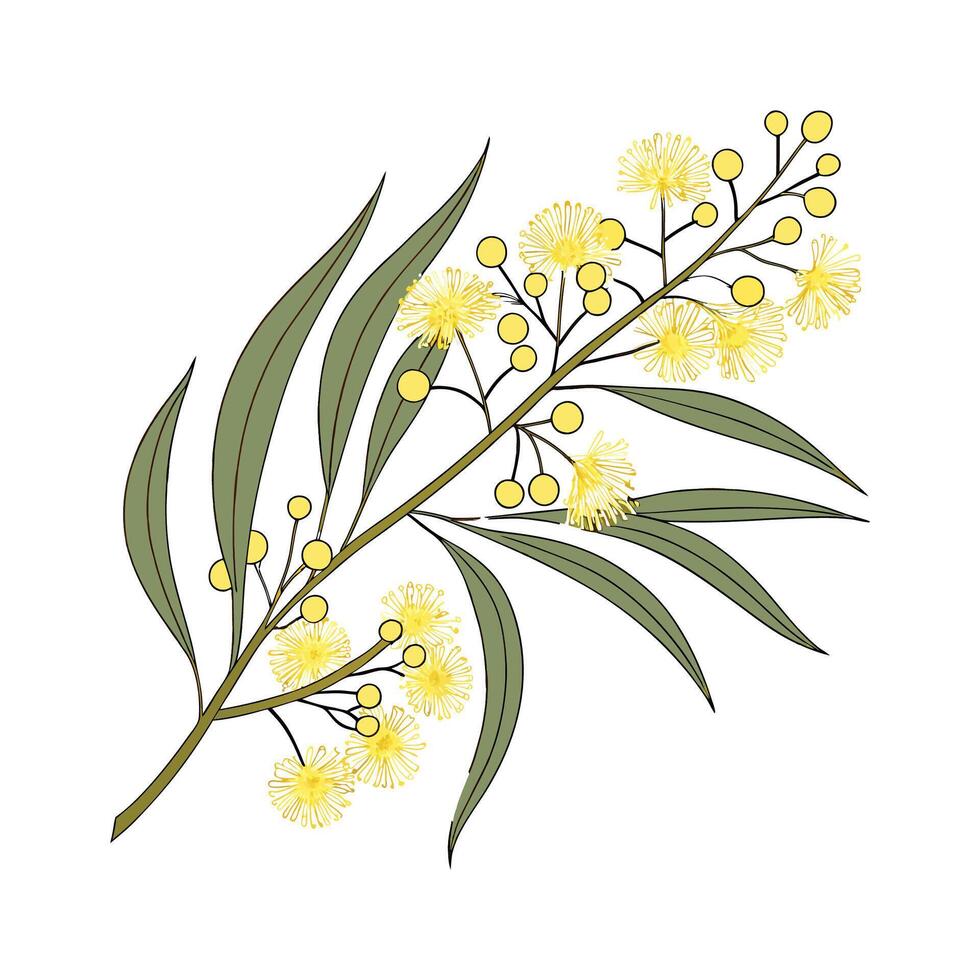 Australia Wattle Bright Design vector