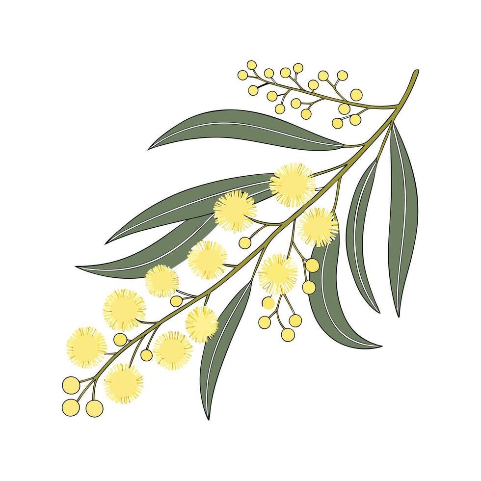 Charming Australia Wattle on White vector