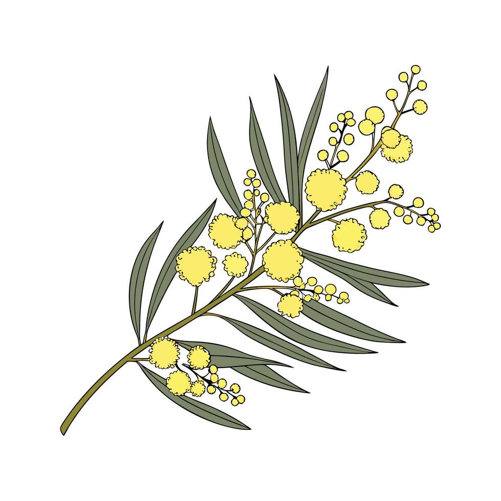 Elegant Australia Wattle on White vector