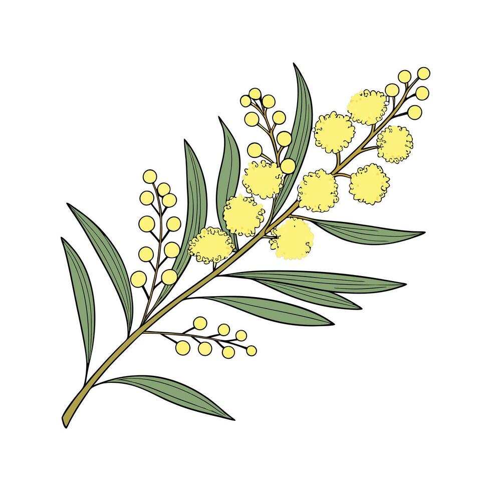 Stylish Australia Wattle Flower Design vector