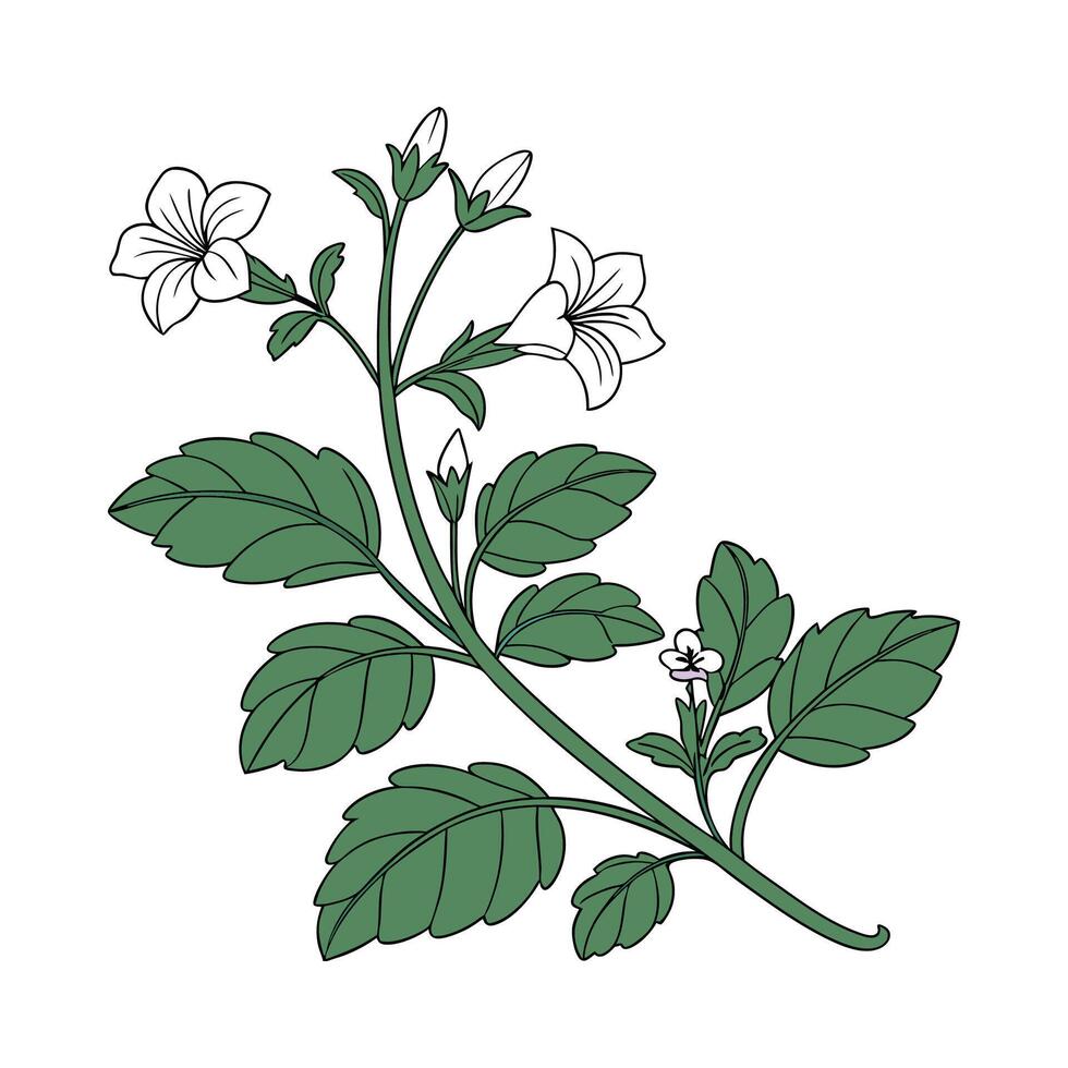 Charming Bacopa on Clean White vector