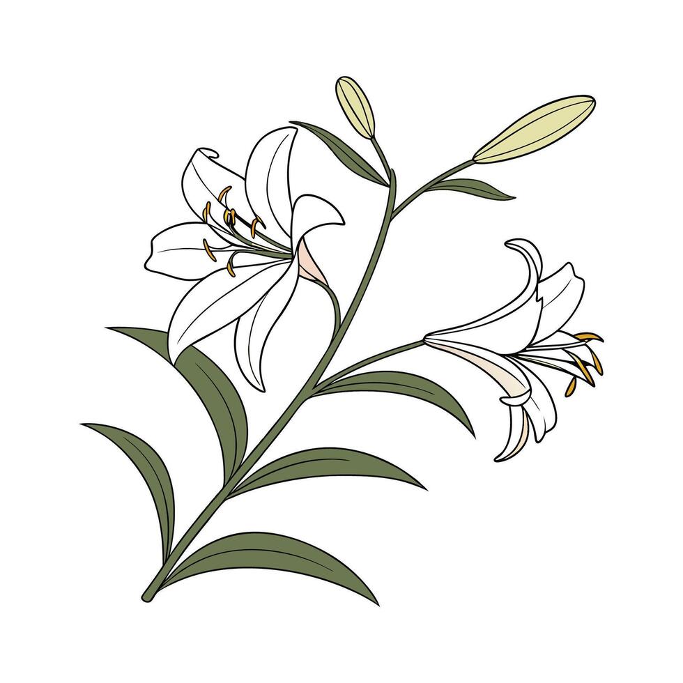 Bamboo Lily Bright Flower Design vector