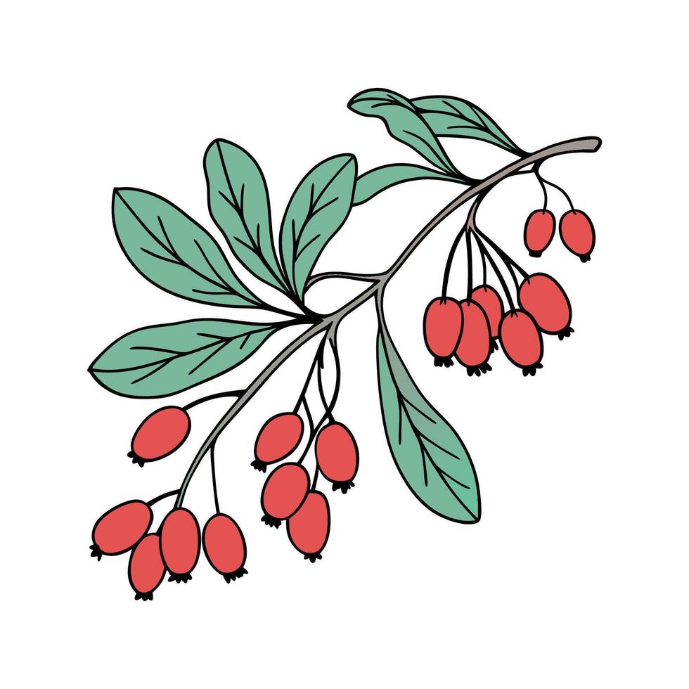 Charming Barberry on Clean White vector