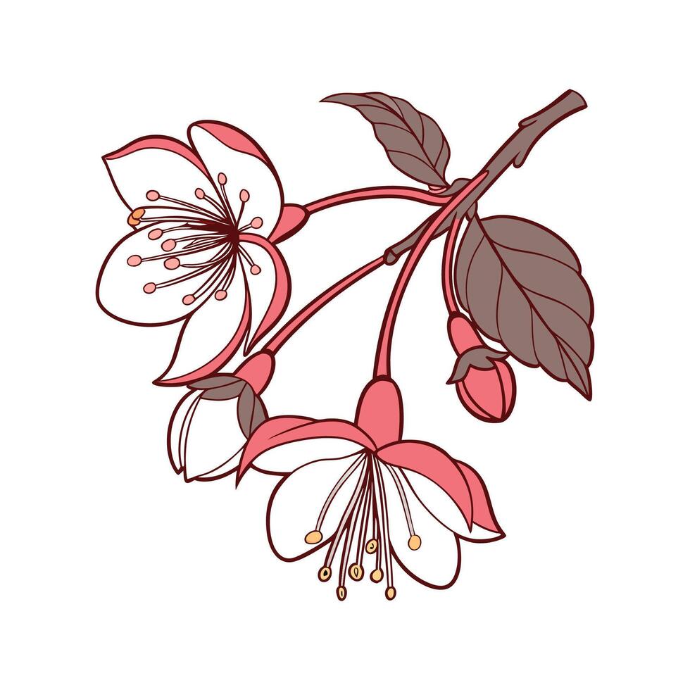 Charming Begonia on White vector