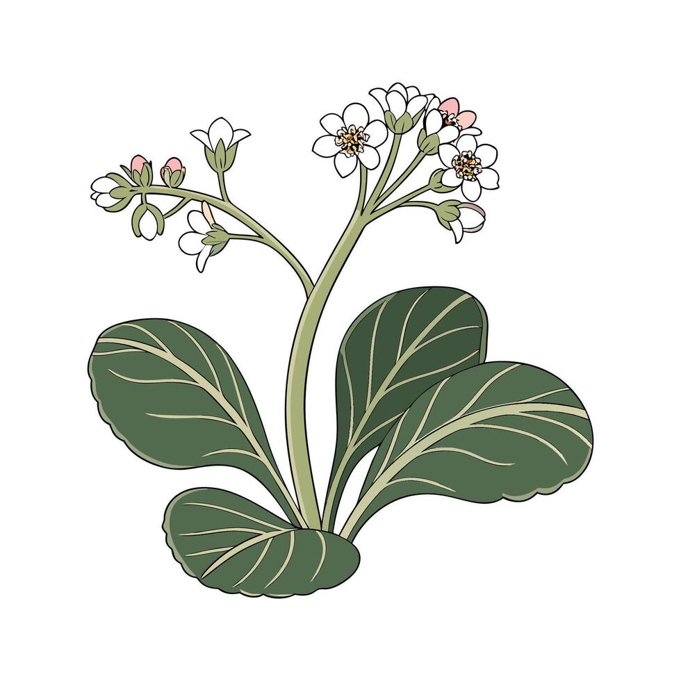 Bergenia Flower Bright Design vector