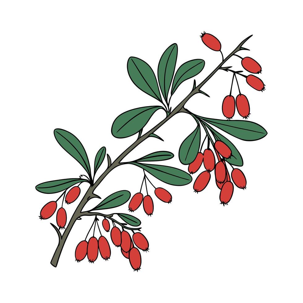 Barberry Flower Unique Design vector