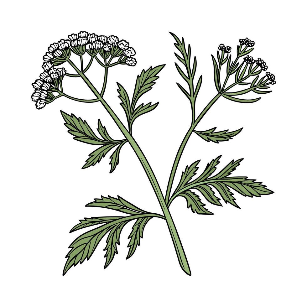 Charming Bitter Herb on White vector