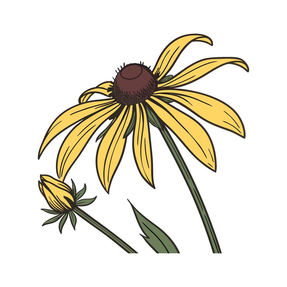 Black Eyed Susan Bright Flower Design vector