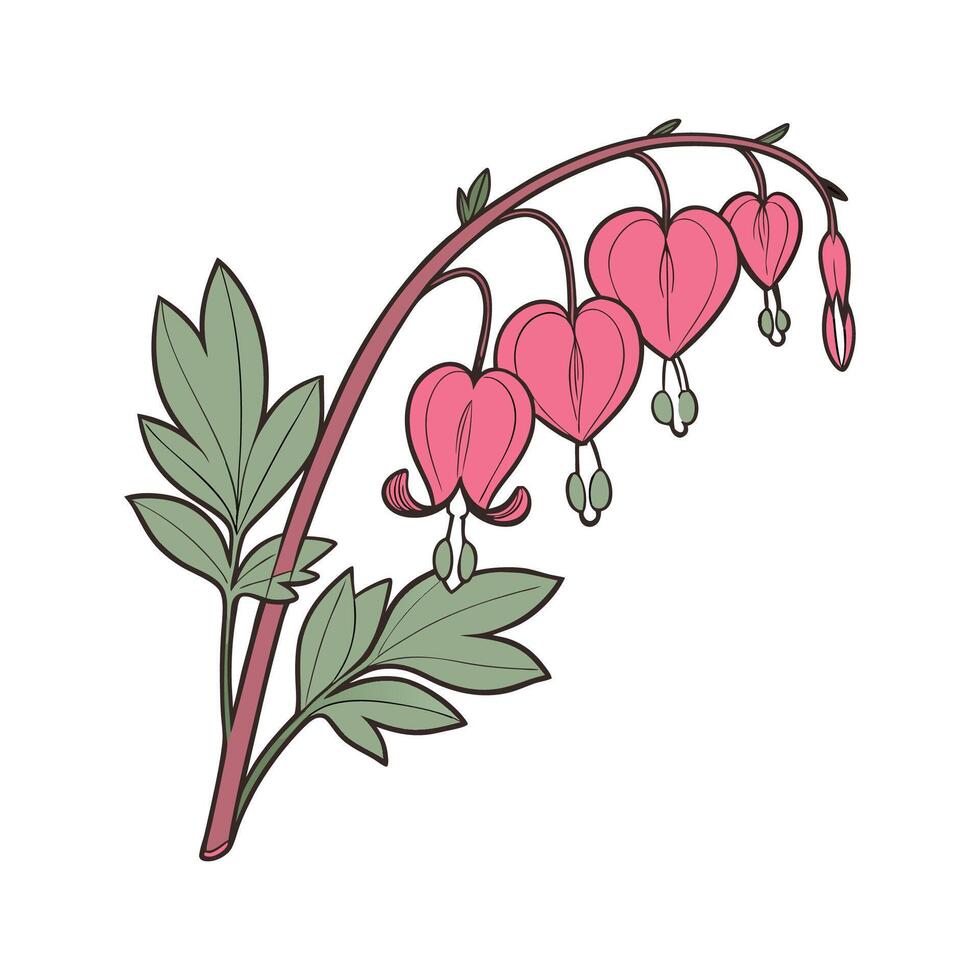 Charming Bleeding Heart on Clean White vector