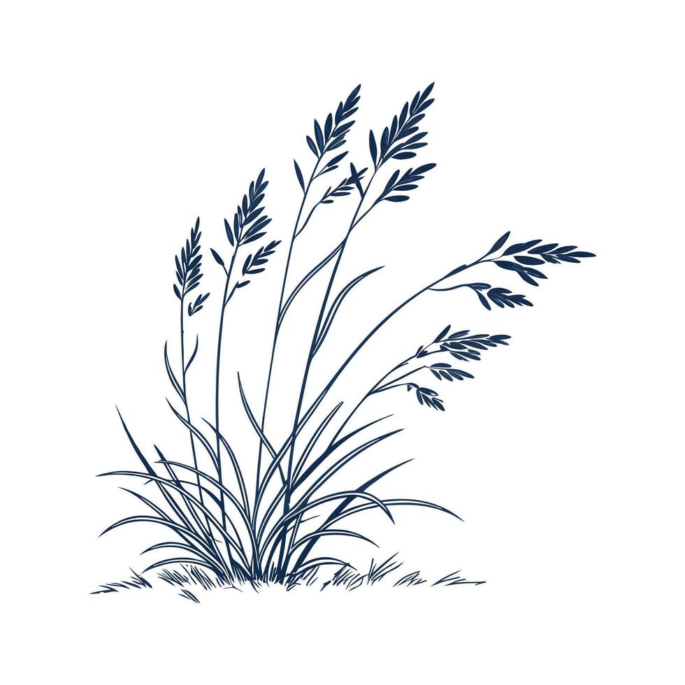 Elegant Blue Fescue on White vector