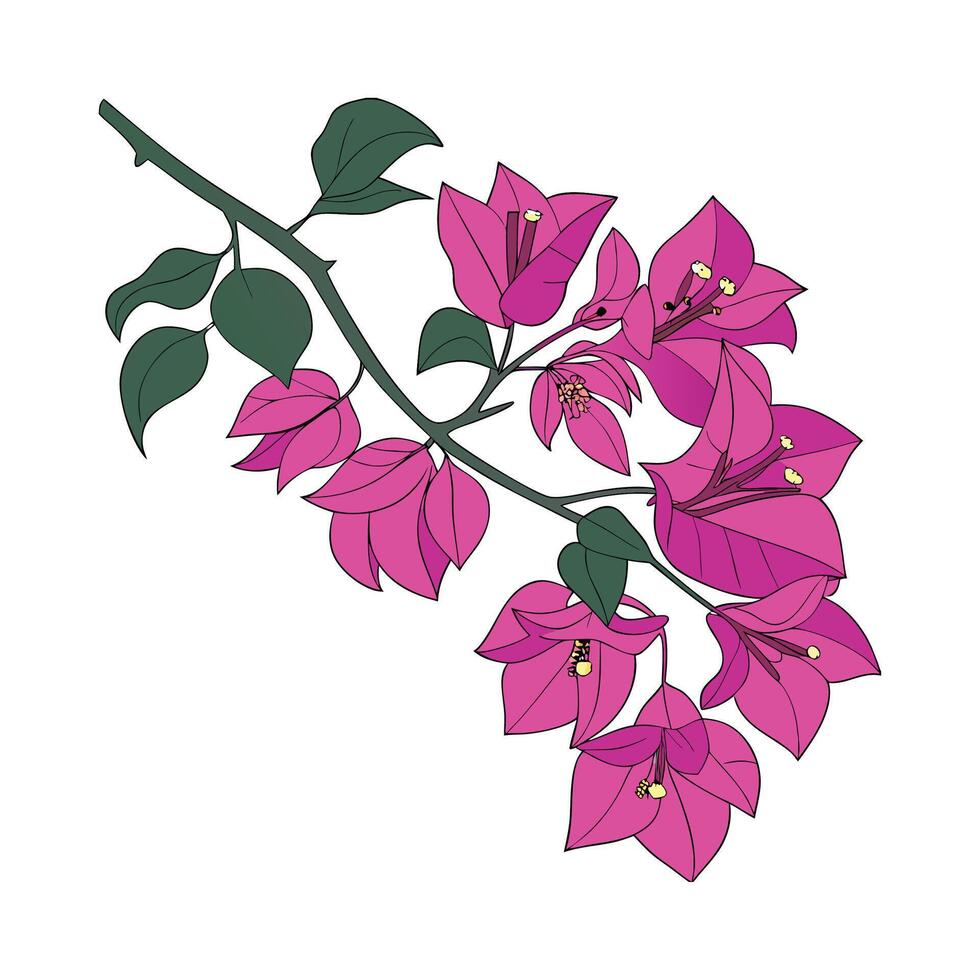Charming Bougainvillea Flower Design vector