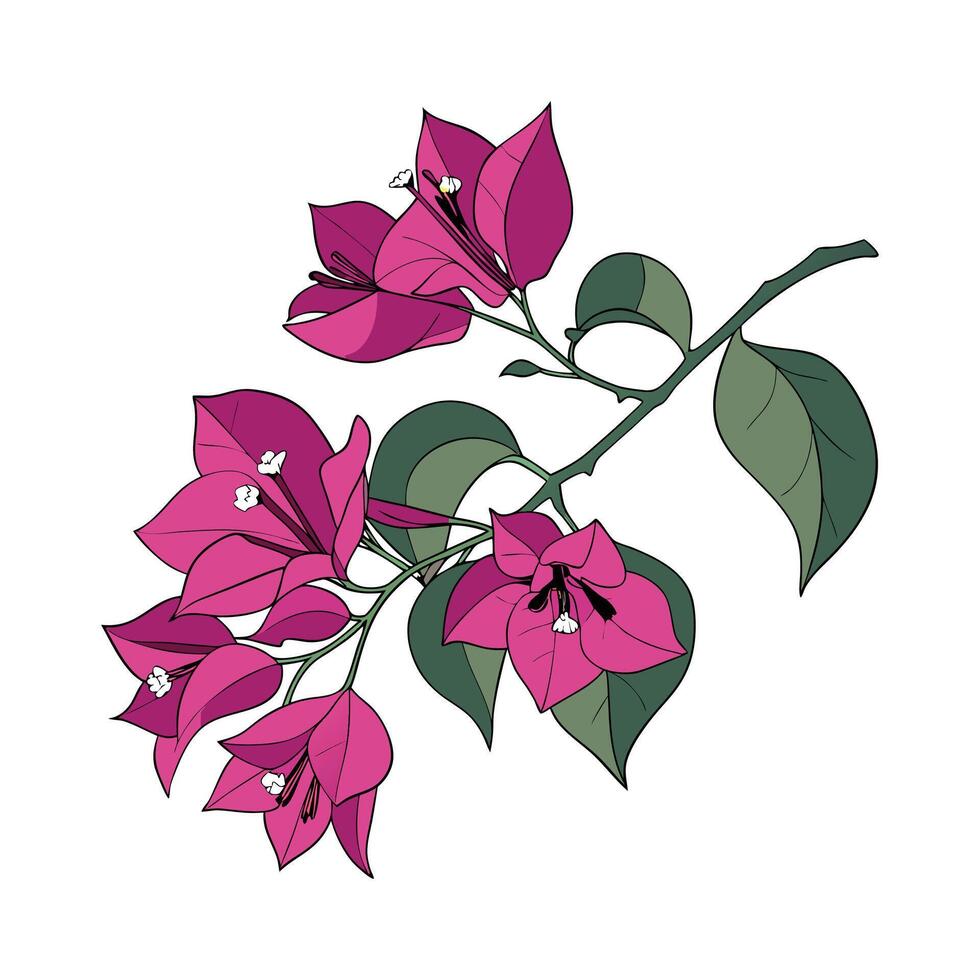 Unique Bougainvillea on White vector